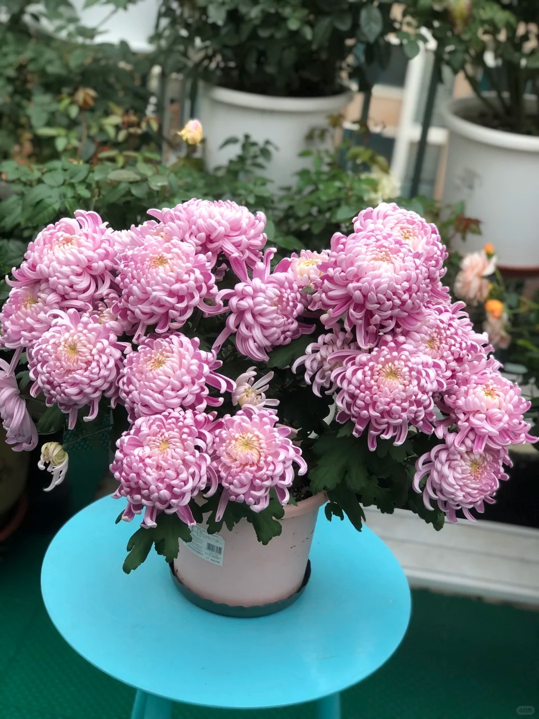 Đừng mải m&ecirc; lan hồ điệp, c&uacute;c "khổng lồ" mới l&agrave; ch&acirc;n &aacute;i: B&iacute; k&iacute;p chăm c&uacute;c nở bừng, đẹp qu&ecirc;n lối về Tết n&agrave;y- Ảnh 15.