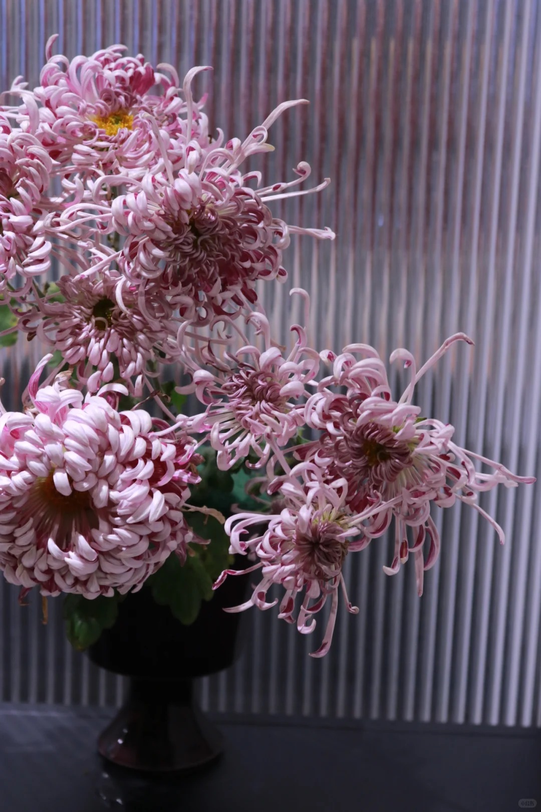 Đừng mải m&ecirc; lan hồ điệp, c&uacute;c "khổng lồ" mới l&agrave; ch&acirc;n &aacute;i: B&iacute; k&iacute;p chăm c&uacute;c nở bừng, đẹp qu&ecirc;n lối về Tết n&agrave;y- Ảnh 12.