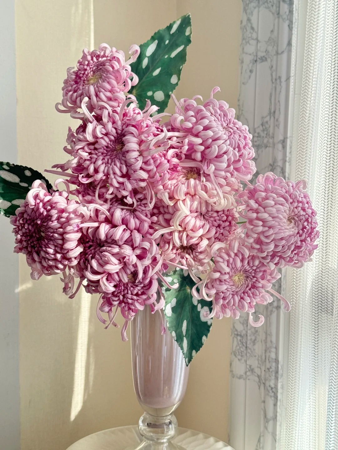 Đừng mải m&ecirc; lan hồ điệp, c&uacute;c "khổng lồ" mới l&agrave; ch&acirc;n &aacute;i: B&iacute; k&iacute;p chăm c&uacute;c nở bừng, đẹp qu&ecirc;n lối về Tết n&agrave;y- Ảnh 9.