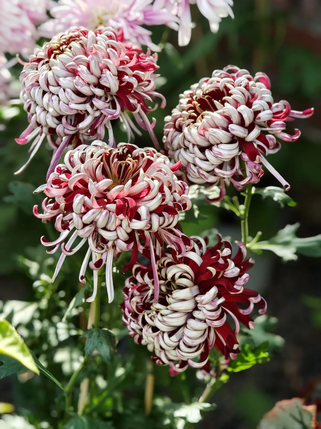 Đừng mải m&ecirc; lan hồ điệp, c&uacute;c "khổng lồ" mới l&agrave; ch&acirc;n &aacute;i: B&iacute; k&iacute;p chăm c&uacute;c nở bừng, đẹp qu&ecirc;n lối về Tết n&agrave;y- Ảnh 20.