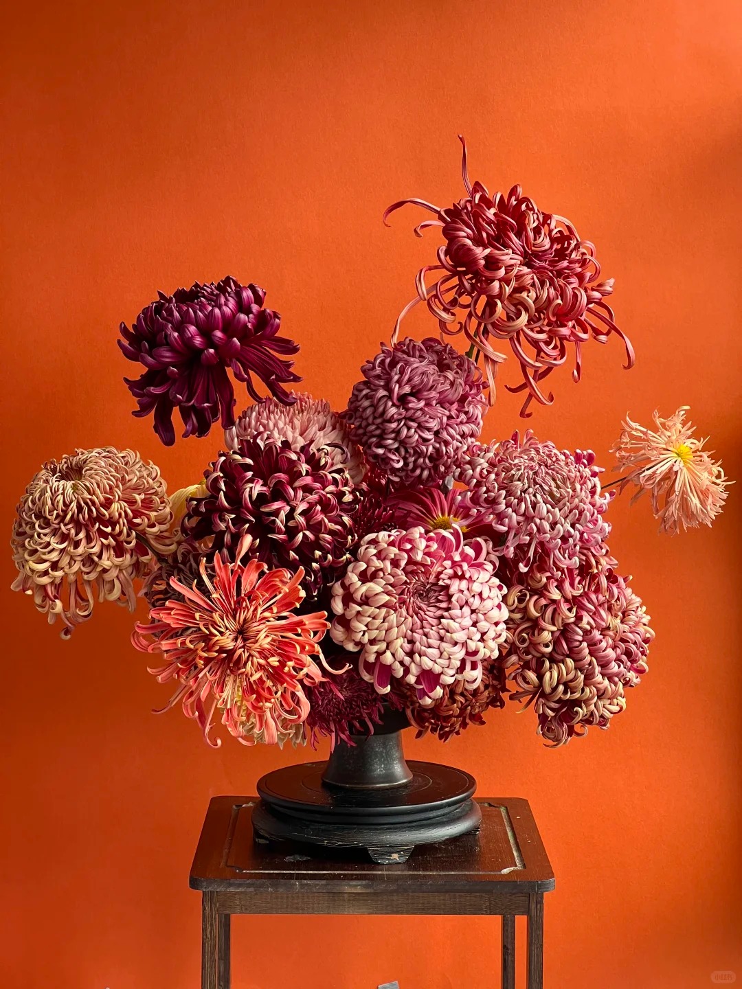 Đừng mải m&ecirc; lan hồ điệp, c&uacute;c "khổng lồ" mới l&agrave; ch&acirc;n &aacute;i: B&iacute; k&iacute;p chăm c&uacute;c nở bừng, đẹp qu&ecirc;n lối về Tết n&agrave;y- Ảnh 18.