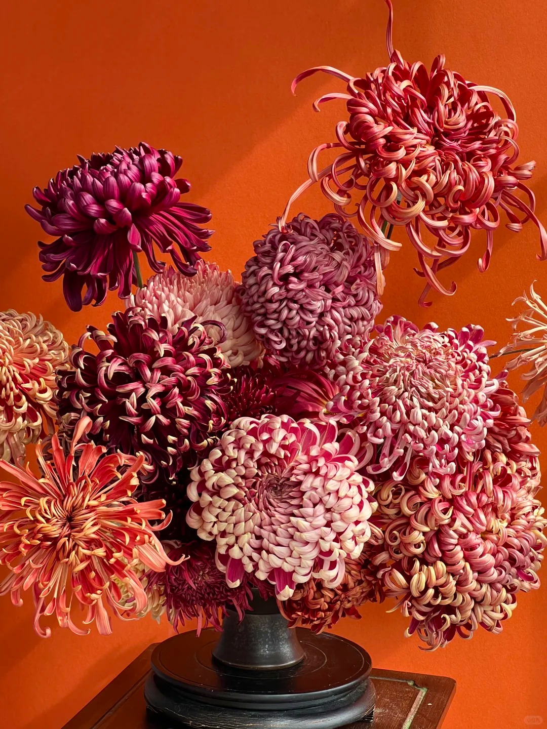 Đừng mải m&ecirc; lan hồ điệp, c&uacute;c "khổng lồ" mới l&agrave; ch&acirc;n &aacute;i: B&iacute; k&iacute;p chăm c&uacute;c nở bừng, đẹp qu&ecirc;n lối về Tết n&agrave;y- Ảnh 17.