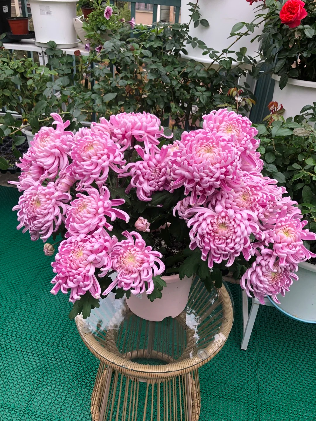 Đừng mải m&ecirc; lan hồ điệp, c&uacute;c "khổng lồ" mới l&agrave; ch&acirc;n &aacute;i: B&iacute; k&iacute;p chăm c&uacute;c nở bừng, đẹp qu&ecirc;n lối về Tết n&agrave;y- Ảnh 16.