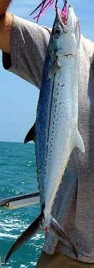 3 loại c&aacute; chứa nhiều thủy ng&acirc;n nhất- Ảnh 4.