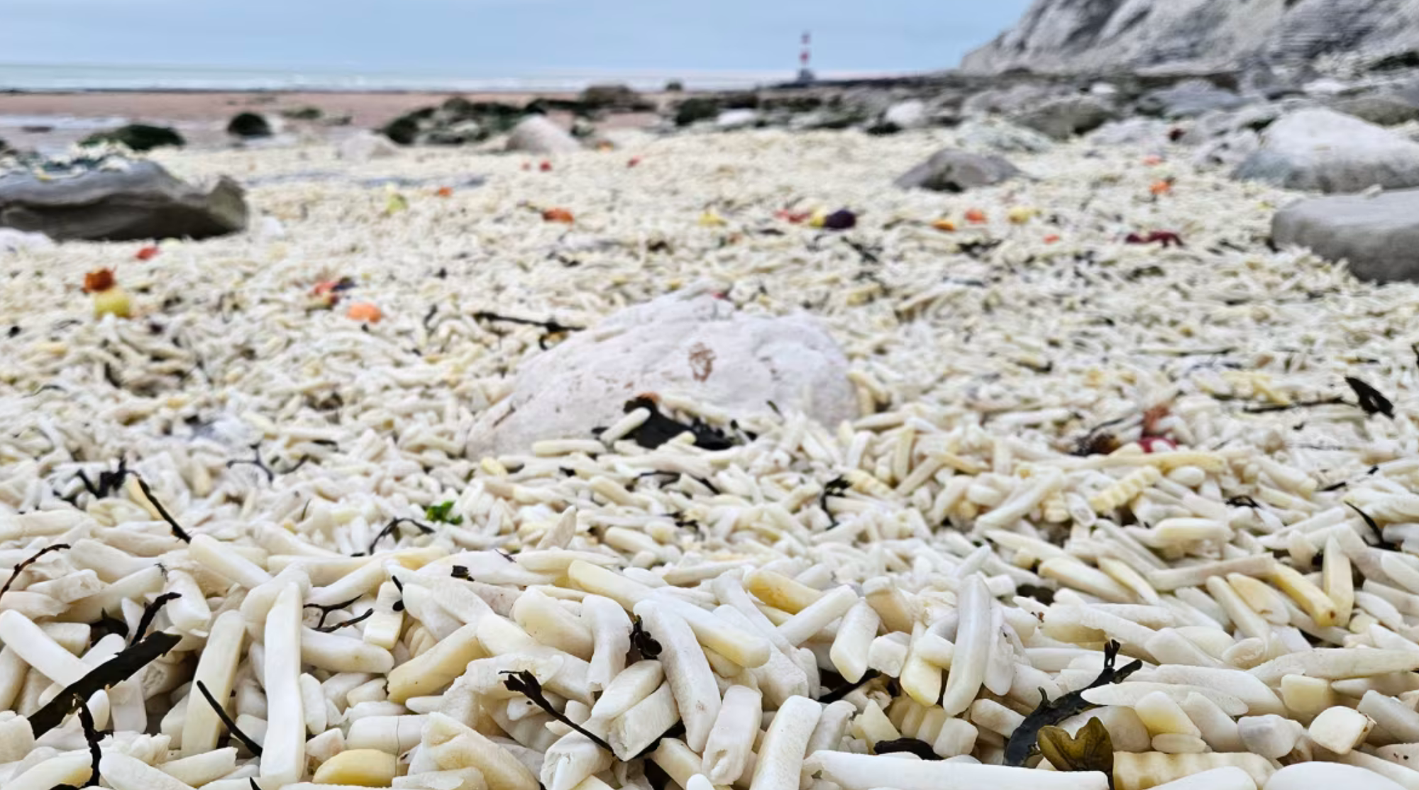 H&agrave;ng ngh&igrave;n t&uacute;i khoai t&acirc;y chi&ecirc;n v&agrave; h&agrave;nh t&acirc;y tr&ocirc;i dạt v&agrave;o bờ biển Anh- Ảnh 2.