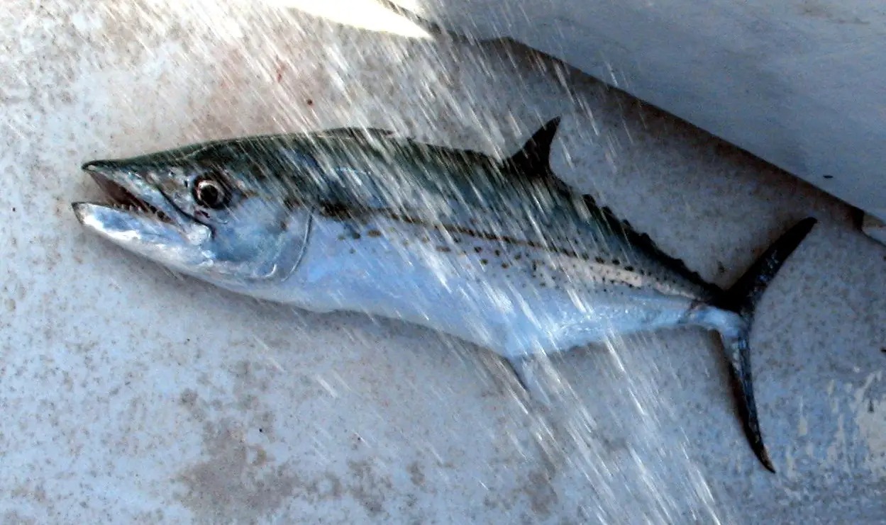 3 loại c&aacute; chứa nhiều thủy ng&acirc;n nhất- Ảnh 3.