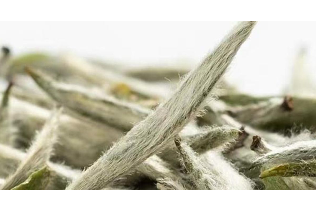 Loại tr&agrave; gần 700 triệu đồng/kg ở Việt Nam: Sống ở độ cao tr&ecirc;n 1.500 m, c&oacute; tới 3 l&yacute; do khiến gi&aacute; đắt đỏ- Ảnh 1.