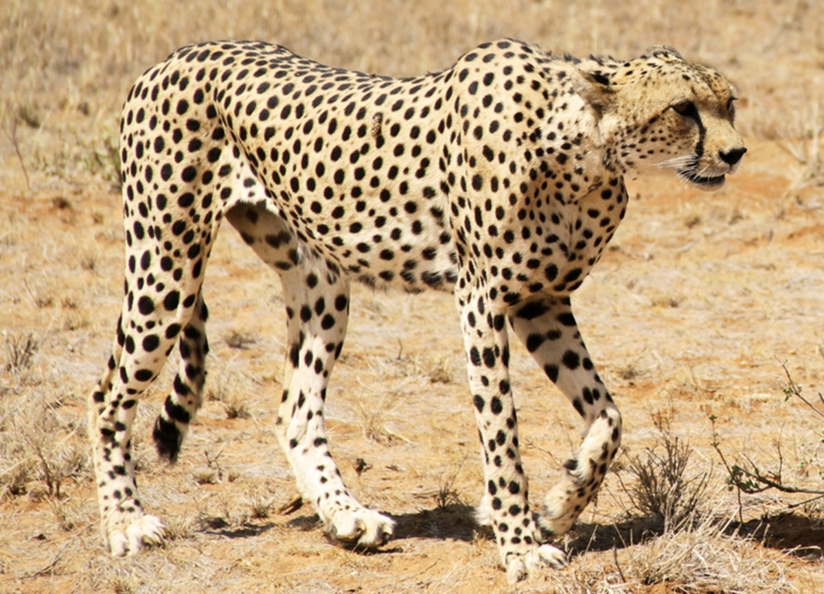 Lo&agrave;i vật qu&yacute; hiếm bậc nhất h&agrave;nh tinh, biến mất 70 năm bất ngờ "t&aacute;i xuất" theo c&aacute;ch đặc biệt- Ảnh 2.