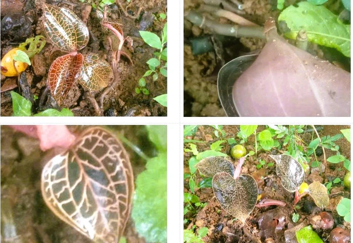 Lo&agrave;i cực qu&yacute; c&oacute; gi&aacute; trị cao vừa được ph&aacute;t hiện ở Việt Nam ở độ cao 1650m, khiến giới khoa học vui mừng- Ảnh 1.