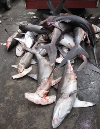 3 loại c&aacute; chứa nhiều thủy ng&acirc;n nhất- Ảnh 2.