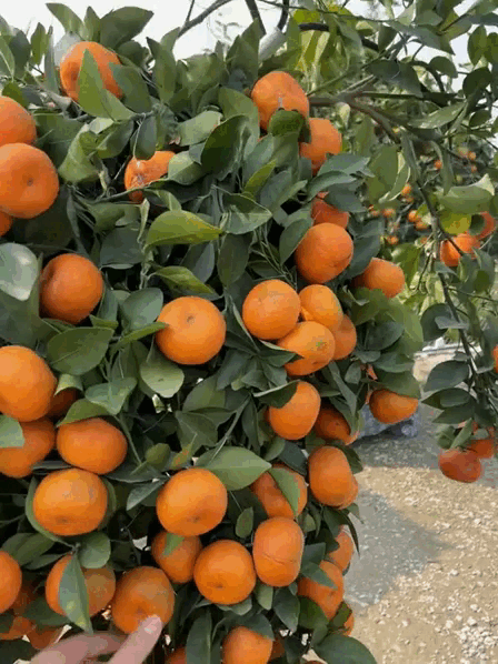 "Con m&atilde;" o&aacute;ch nhất Tết 2026: Cảnh tượng khiến 2 triệu người kh&ocirc;ng tin, may m&agrave; c&oacute; camera ghi lại- Ảnh 2.