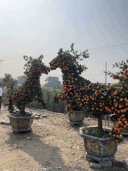 "Con m&atilde;" o&aacute;ch nhất Tết 2026: Cảnh tượng khiến 2 triệu người kh&ocirc;ng tin, may m&agrave; c&oacute; camera ghi lại- Ảnh 1.