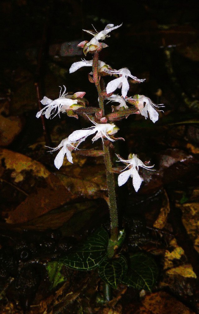 Lo&agrave;i cực qu&yacute; c&oacute; gi&aacute; trị cao vừa được ph&aacute;t hiện ở Việt Nam ở độ cao 1650m, khiến giới khoa học vui mừng- Ảnh 2.