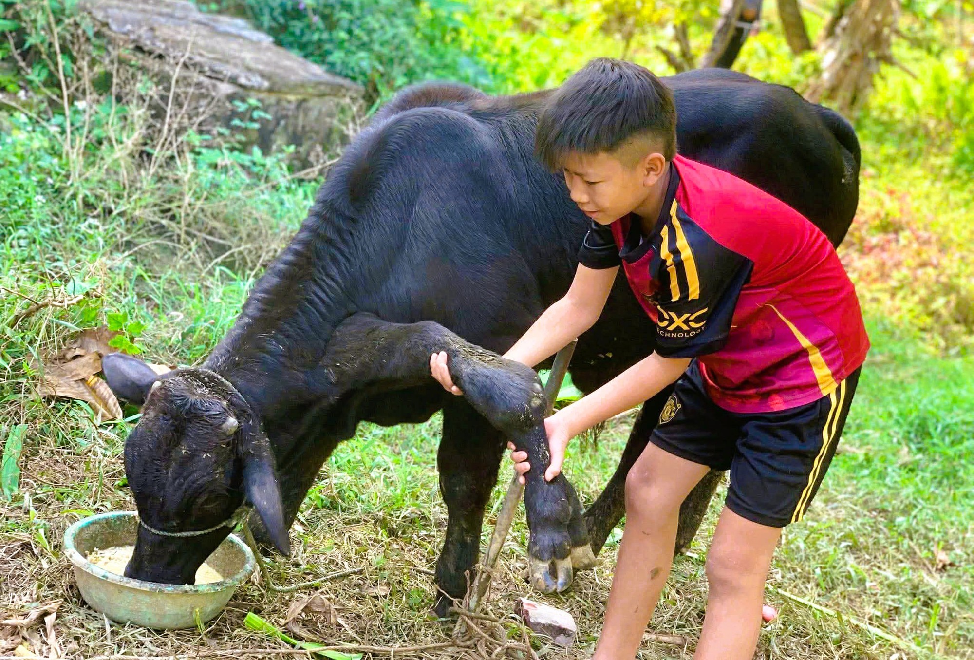 X&ocirc;n xao con b&ograve; c&oacute; 6 ch&acirc;n, 2 ch&acirc;n "mọc" ở cổ- Ảnh 1.