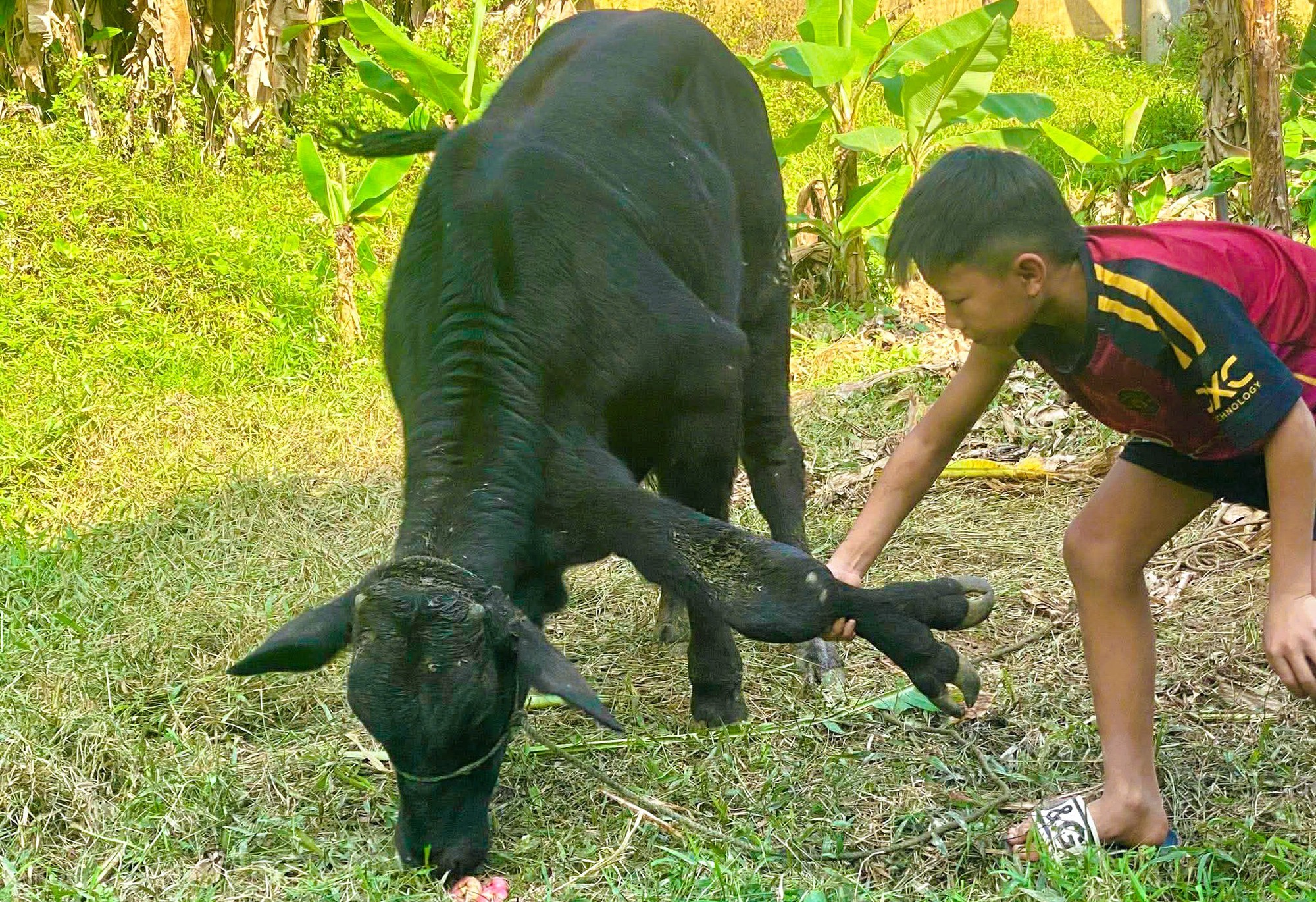 X&ocirc;n xao con b&ograve; c&oacute; 6 ch&acirc;n, 2 ch&acirc;n "mọc" ở cổ- Ảnh 2.