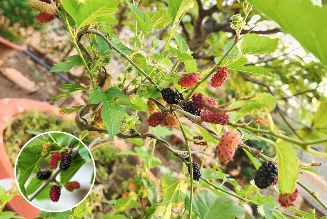 Loại c&acirc;y quen thuộc, người xưa ki&ecirc;ng kỵ trồng v&agrave;o Tết v&agrave; đầu năm- Ảnh 1.