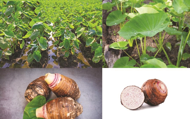 &Iacute;t ai ngờ: M&oacute;n ăn n&agrave;y gi&agrave;u kali gấp 30 lần nấm hương, ăn c&aacute;ch ng&agrave;y gi&uacute;p người trung ni&ecirc;n - cao tuổi khỏe ch&acirc;n, bổ gan- Ảnh 3.