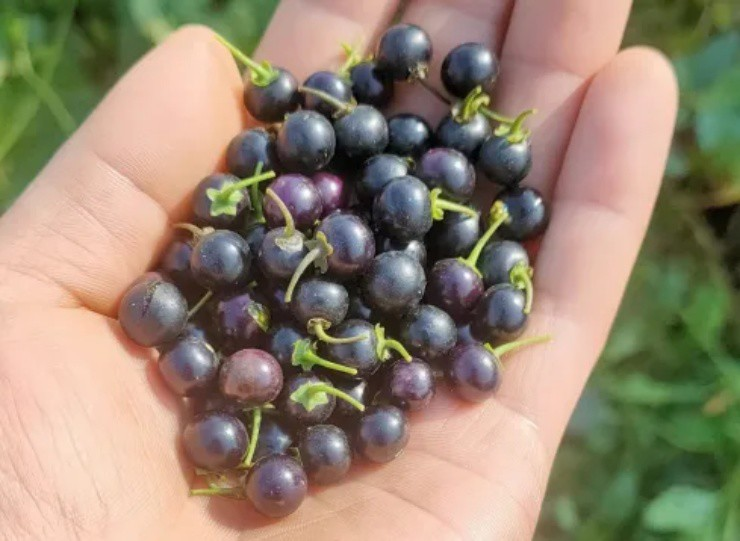 Loại quả dại xưa rụng thối gốc kh&ocirc;ng ai "ng&oacute;" nay c&oacute; gi&aacute; gần 1 triệu/kg vẫn c&oacute; người mua- Ảnh 4.