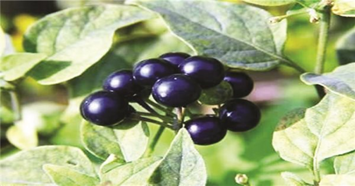 Loại quả dại xưa rụng thối gốc kh&ocirc;ng ai "ng&oacute;" nay c&oacute; gi&aacute; gần 1 triệu/kg vẫn c&oacute; người mua- Ảnh 2.