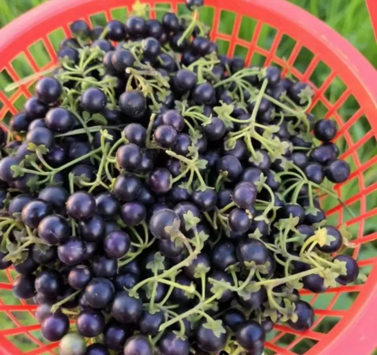 Loại quả dại xưa rụng thối gốc kh&ocirc;ng ai "ng&oacute;" nay c&oacute; gi&aacute; gần 1 triệu/kg vẫn c&oacute; người mua- Ảnh 1.