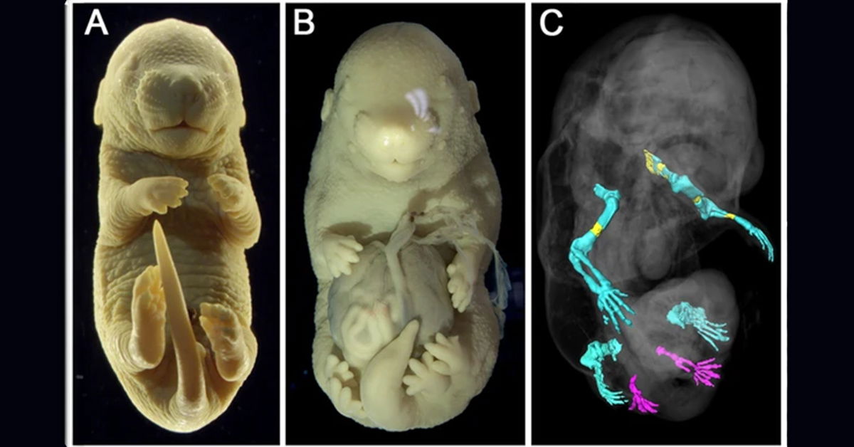 C&aacute;c nh&agrave; khoa học đ&atilde; v&ocirc; t&igrave;nh tạo ra một ph&ocirc;i thai chuột 6 ch&acirc;n giống như c&aacute;c sinh vật trong phim 'Avatar'- Ảnh 3.