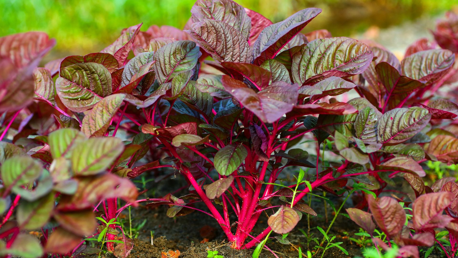 Loại rau nhiều sắt hơn thịt bò, được bán quanh năm ở chợ Việt: Không phải ai cũng biết để ăn- Ảnh 1. Loại rau nhiều sắt hơn thịt bò, được bán quanh năm ở chợ Việt: Không phải ai cũng biết để ăn- Ảnh 1.