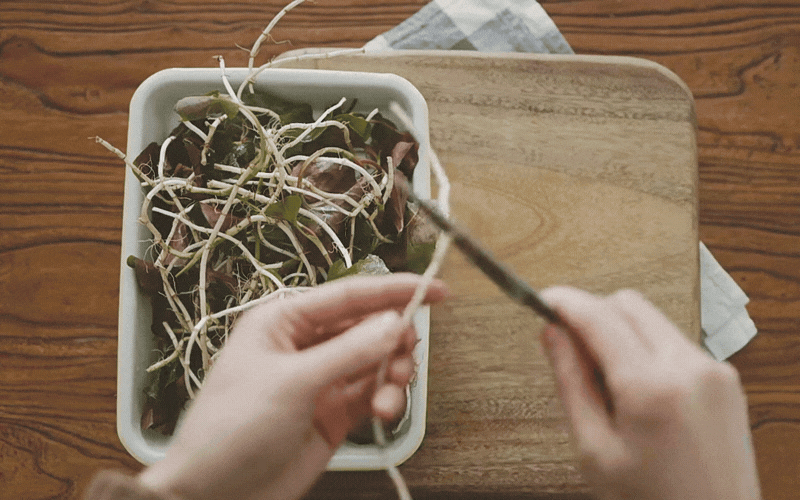 M&oacute;n ăn "ngang ngược" được l&agrave;m từ "thứ rau của quỷ" khiến kẻ kh&oacute;c người cười- Ảnh 5.