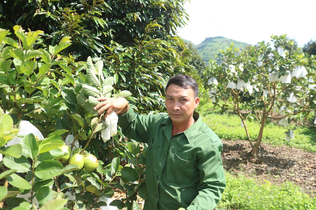 Chăm chỉ trồng 8 loại c&acirc;y quen thuộc, anh n&ocirc;ng d&acirc;n Kon Tum thu hơn 1,5 tỷ đồng/năm- Ảnh 1.