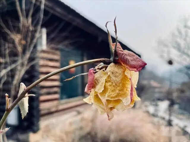 Thầy phong thủy nhắc: Có 4 cây Thầy phong thủy nhắc: Có 4 cây