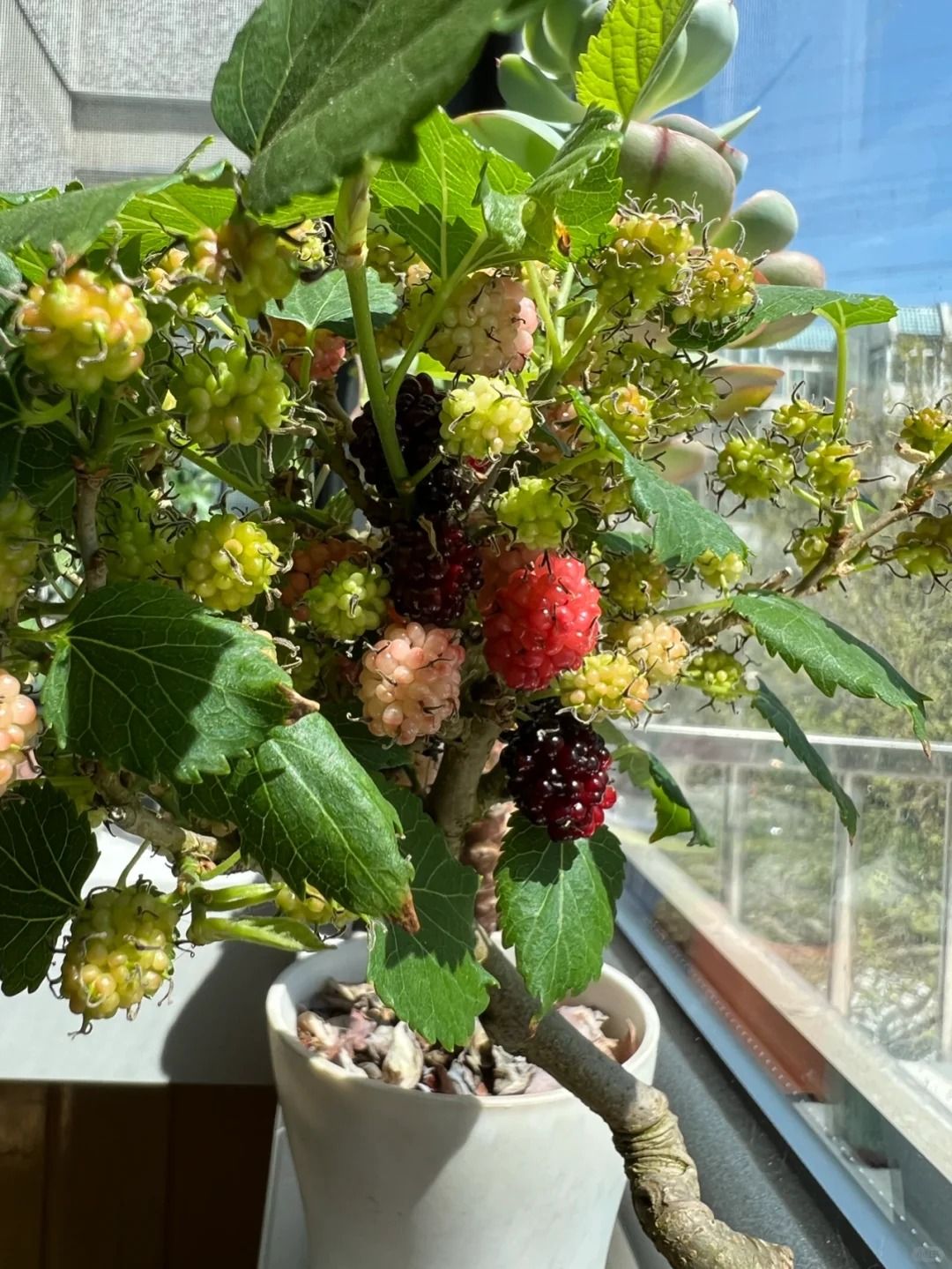 Thầy phong thủy nhắc: Có 4 cây Thầy phong thủy nhắc: Có 4 cây