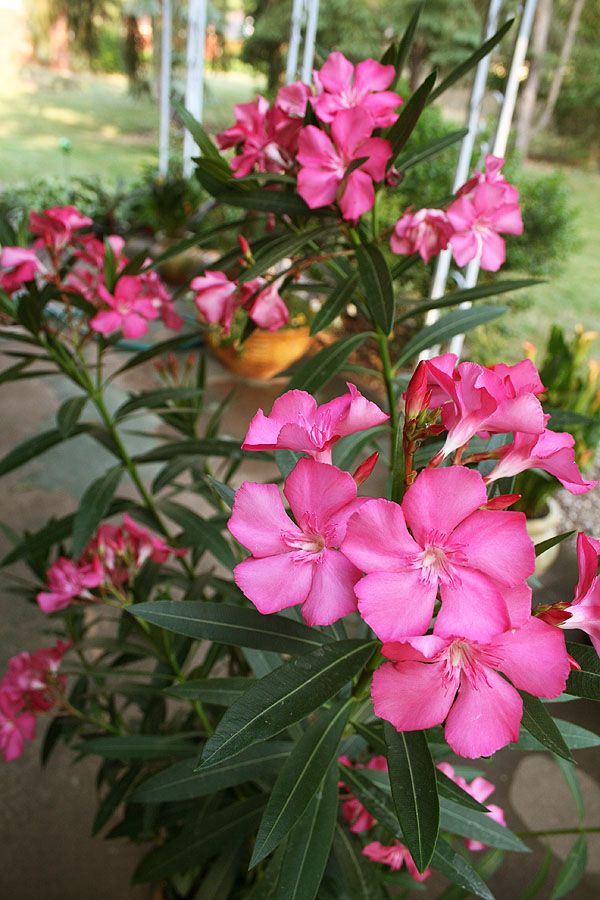 Thầy phong thủy nhắc: Có 4 cây Thầy phong thủy nhắc: Có 4 cây