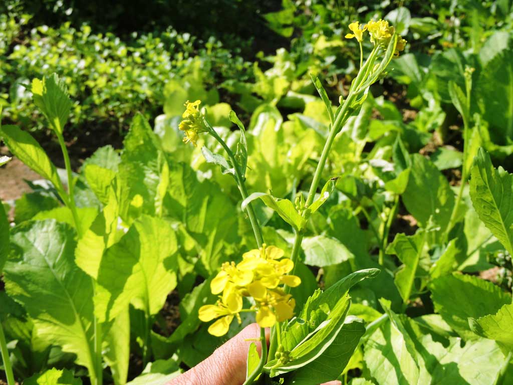 Trời c&agrave;ng lạnh cơ thể c&agrave;ng cần loại rau n&agrave;y: Gi&uacute;p tăng cường miễn dịch, củng cố xương khớp v&agrave; giữ đ&ocirc;i mắt lu&ocirc;n khỏe- Ảnh 1.