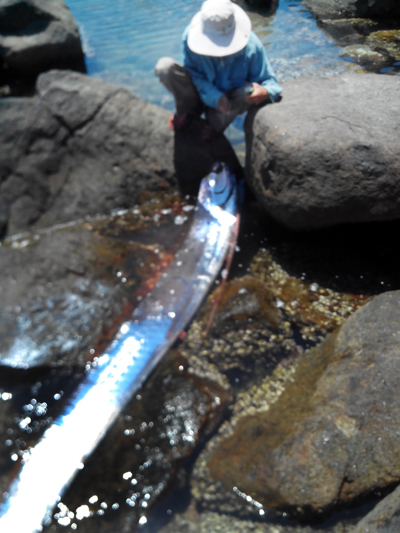 "Qu&aacute;i ngư" biển s&acirc;u c&oacute; bộ xương d&agrave;i nhất thế giới, từng ghi nhận xuất hiện tại Việt Nam- Ảnh 1.