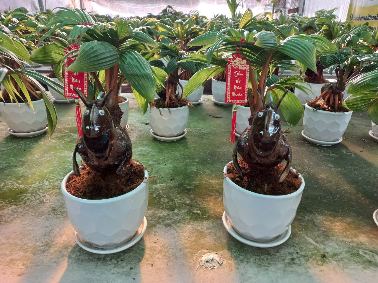 Dừa Tết độc lạ: Từ d&aacute;t v&agrave;ng 24K đến bonsai ngựa &lsquo;thi&ecirc;n thần&rsquo;- Ảnh 8.