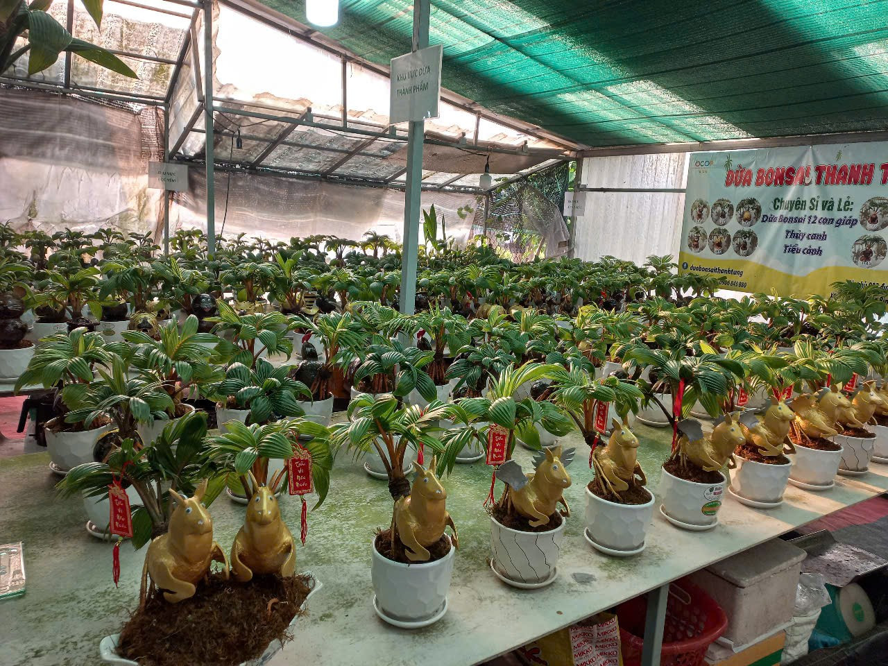 Dừa Tết độc lạ: Từ d&aacute;t v&agrave;ng 24K đến bonsai ngựa &lsquo;thi&ecirc;n thần&rsquo;- Ảnh 9.