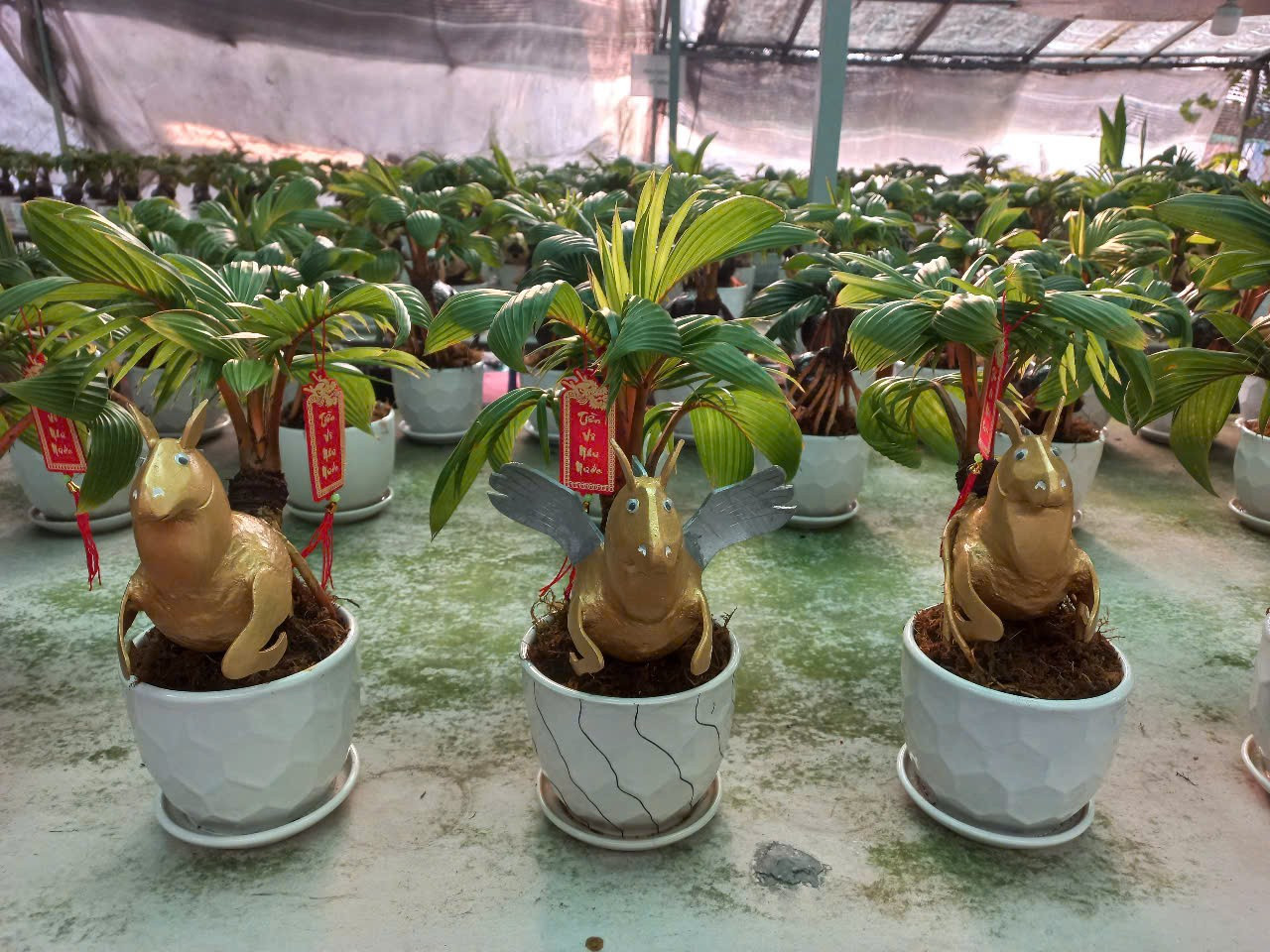 Dừa Tết độc lạ: Từ d&aacute;t v&agrave;ng 24K đến bonsai ngựa &lsquo;thi&ecirc;n thần&rsquo;- Ảnh 6.