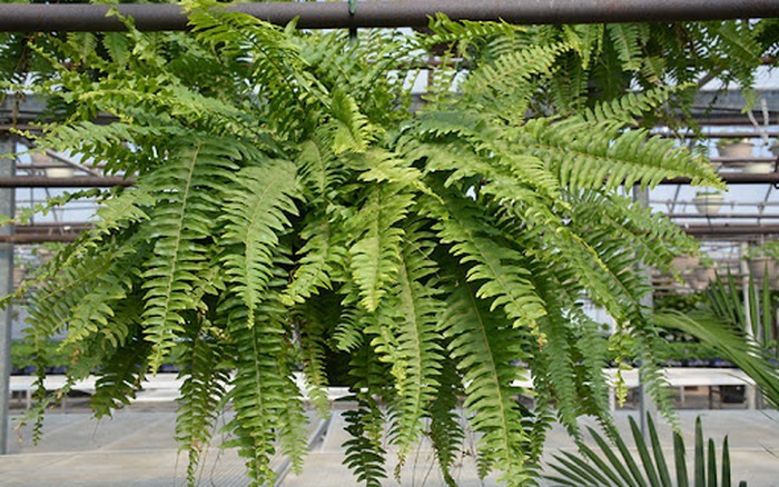 4 c&acirc;y NASA khuy&ecirc;n trồng trong nh&agrave;- Ảnh 4.