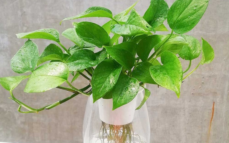 4 c&acirc;y NASA khuy&ecirc;n trồng trong nh&agrave;- Ảnh 2.