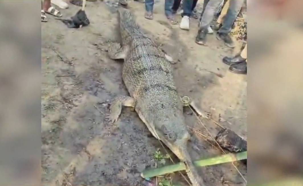 Thả lưới tr&ecirc;n s&ocirc;ng, ngư d&acirc;n hoảng sợ khi bắt được thứ đ&aacute;ng sợ- Ảnh 1.