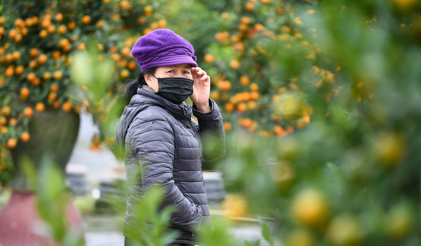 Mưa r&eacute;t phủ l&agrave;ng quất Tứ Li&ecirc;n, người H&agrave; Nội vẫn h&agrave;o hứng &lsquo;săn&rsquo; quất- Ảnh 14.