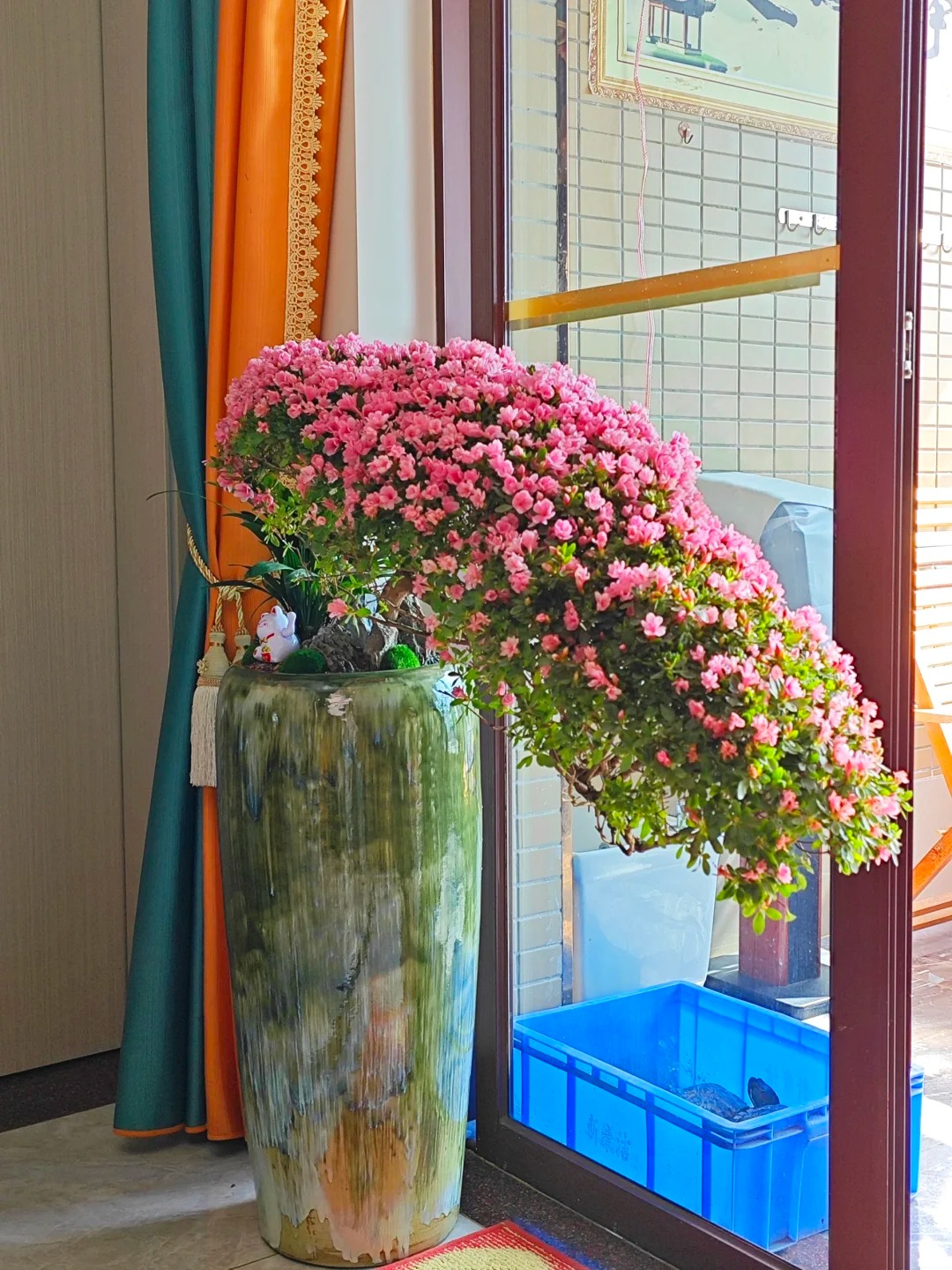 Nhiều chị em đang m&ecirc; mẩn săn l&ugrave;ng đỗ quy&ecirc;n tr&acirc;n ch&acirc;u chơi Tết: Lo&agrave;i hoa sang chảnh nhưng cực "đỏng đảnh", chăm sao cho đ&uacute;ng?- Ảnh 40.