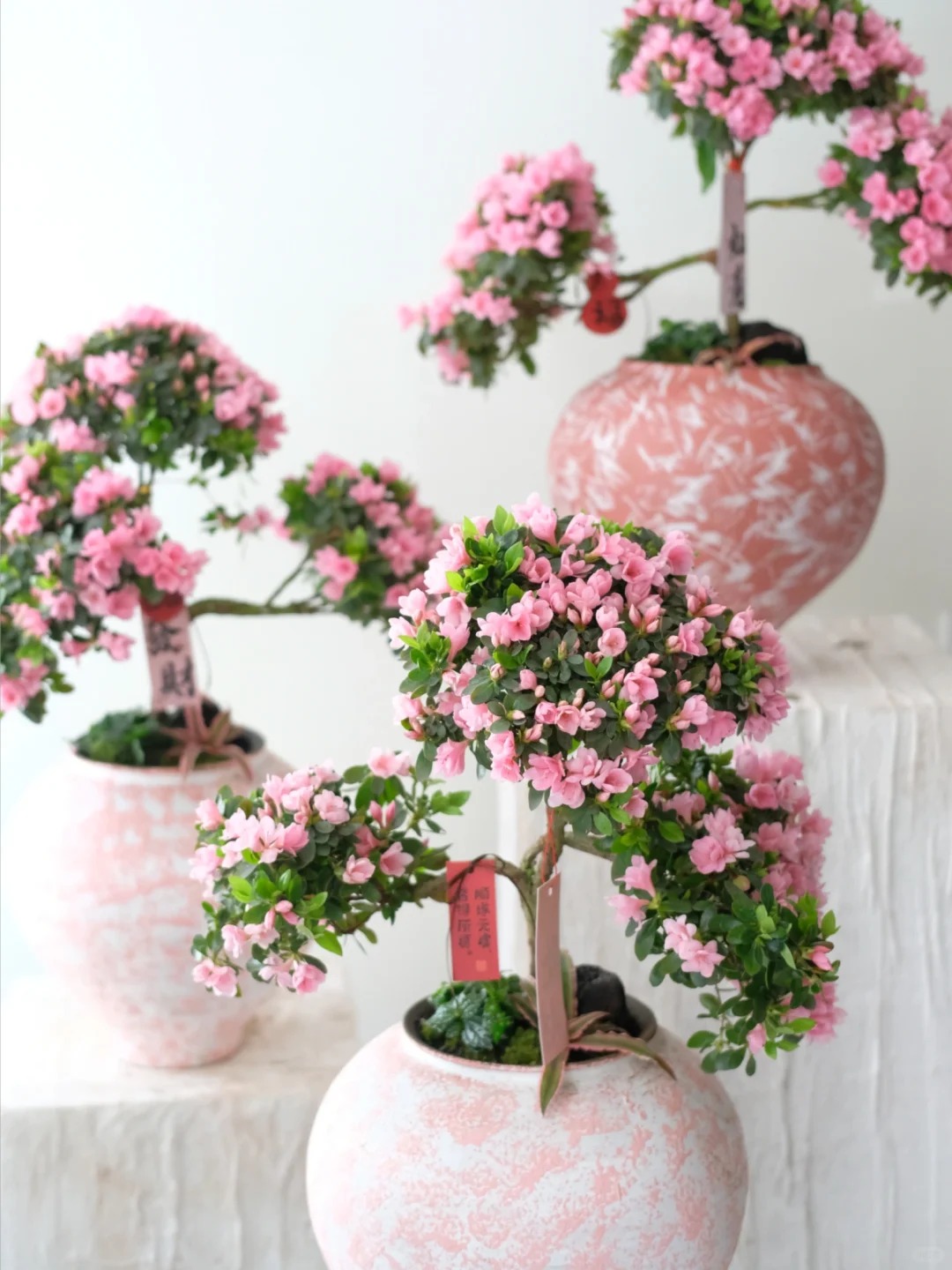 Nhiều chị em đang m&ecirc; mẩn săn l&ugrave;ng đỗ quy&ecirc;n tr&acirc;n ch&acirc;u chơi Tết: Lo&agrave;i hoa sang chảnh nhưng cực "đỏng đảnh", chăm sao cho đ&uacute;ng?- Ảnh 37.