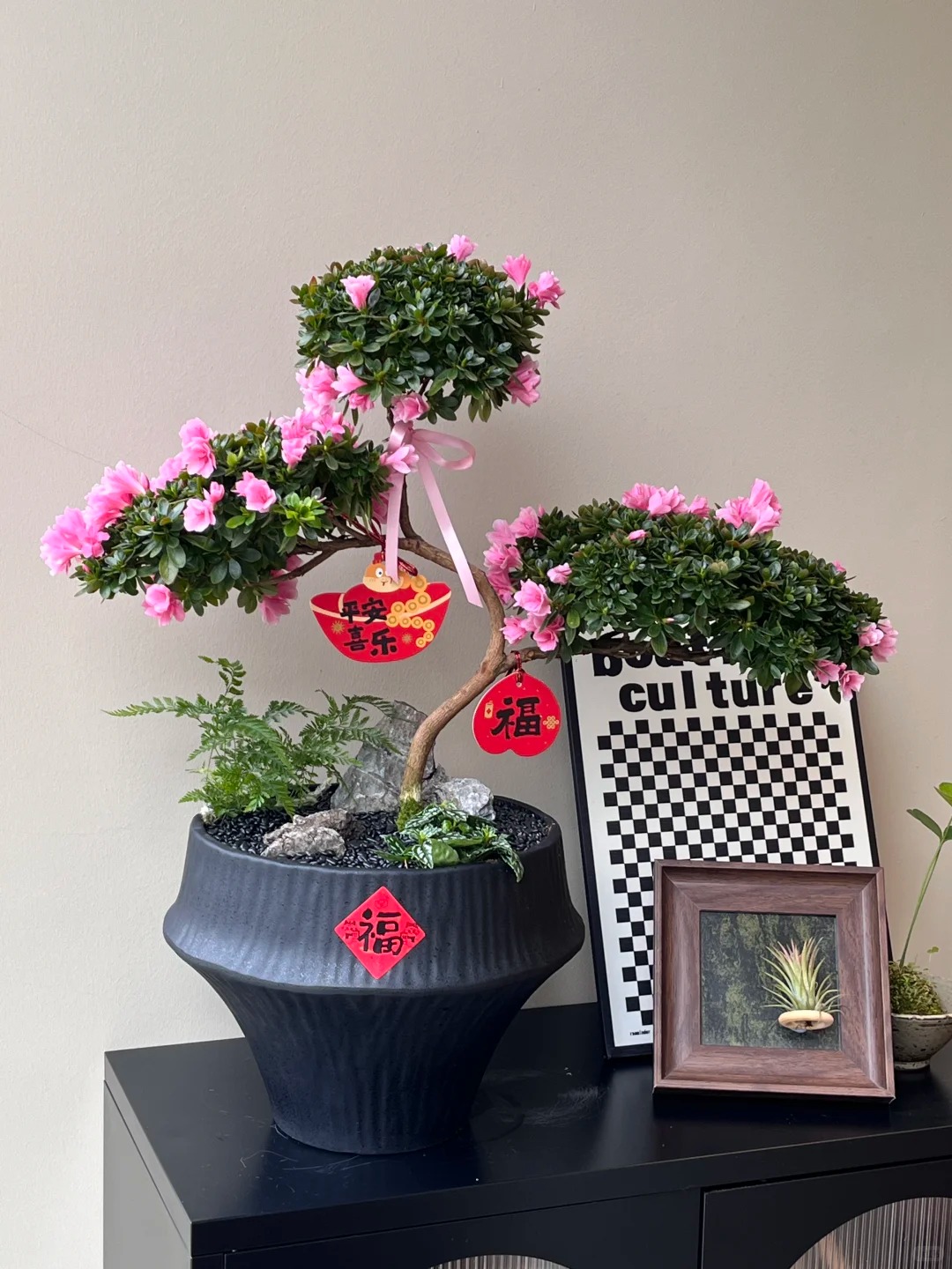 Nhiều chị em đang m&ecirc; mẩn săn l&ugrave;ng đỗ quy&ecirc;n tr&acirc;n ch&acirc;u chơi Tết: Lo&agrave;i hoa sang chảnh nhưng cực "đỏng đảnh", chăm sao cho đ&uacute;ng?- Ảnh 7.