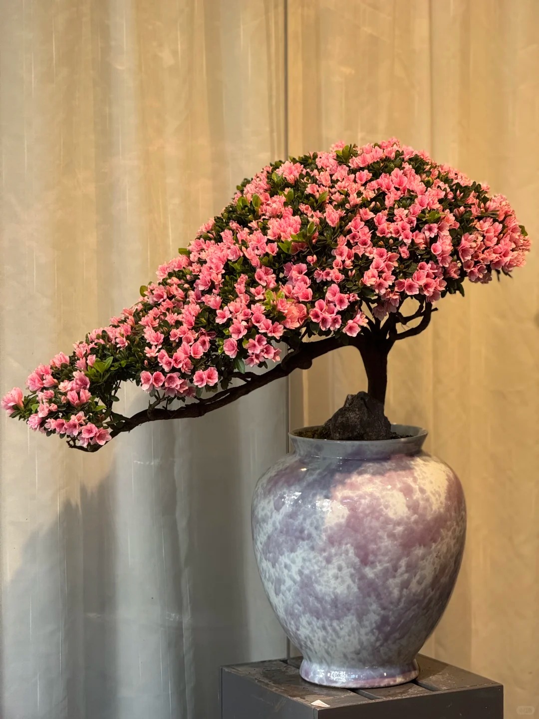 Nhiều chị em đang m&ecirc; mẩn săn l&ugrave;ng đỗ quy&ecirc;n tr&acirc;n ch&acirc;u chơi Tết: Lo&agrave;i hoa sang chảnh nhưng cực "đỏng đảnh", chăm sao cho đ&uacute;ng?- Ảnh 25.