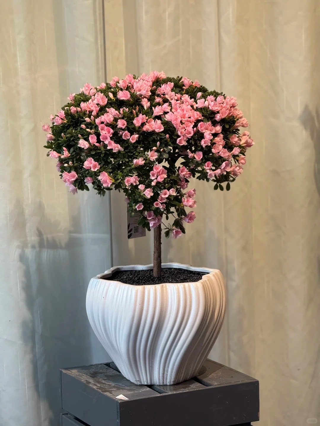 Nhiều chị em đang m&ecirc; mẩn săn l&ugrave;ng đỗ quy&ecirc;n tr&acirc;n ch&acirc;u chơi Tết: Lo&agrave;i hoa sang chảnh nhưng cực "đỏng đảnh", chăm sao cho đ&uacute;ng?- Ảnh 31.