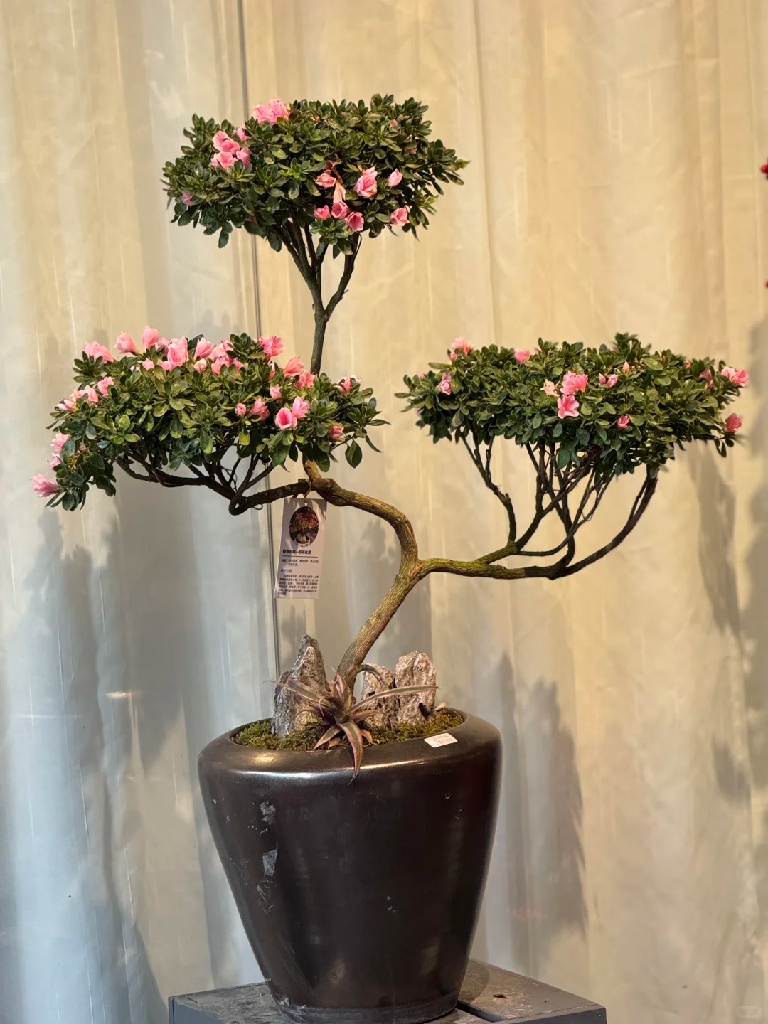 Nhiều chị em đang m&ecirc; mẩn săn l&ugrave;ng đỗ quy&ecirc;n tr&acirc;n ch&acirc;u chơi Tết: Lo&agrave;i hoa sang chảnh nhưng cực "đỏng đảnh", chăm sao cho đ&uacute;ng?- Ảnh 30.