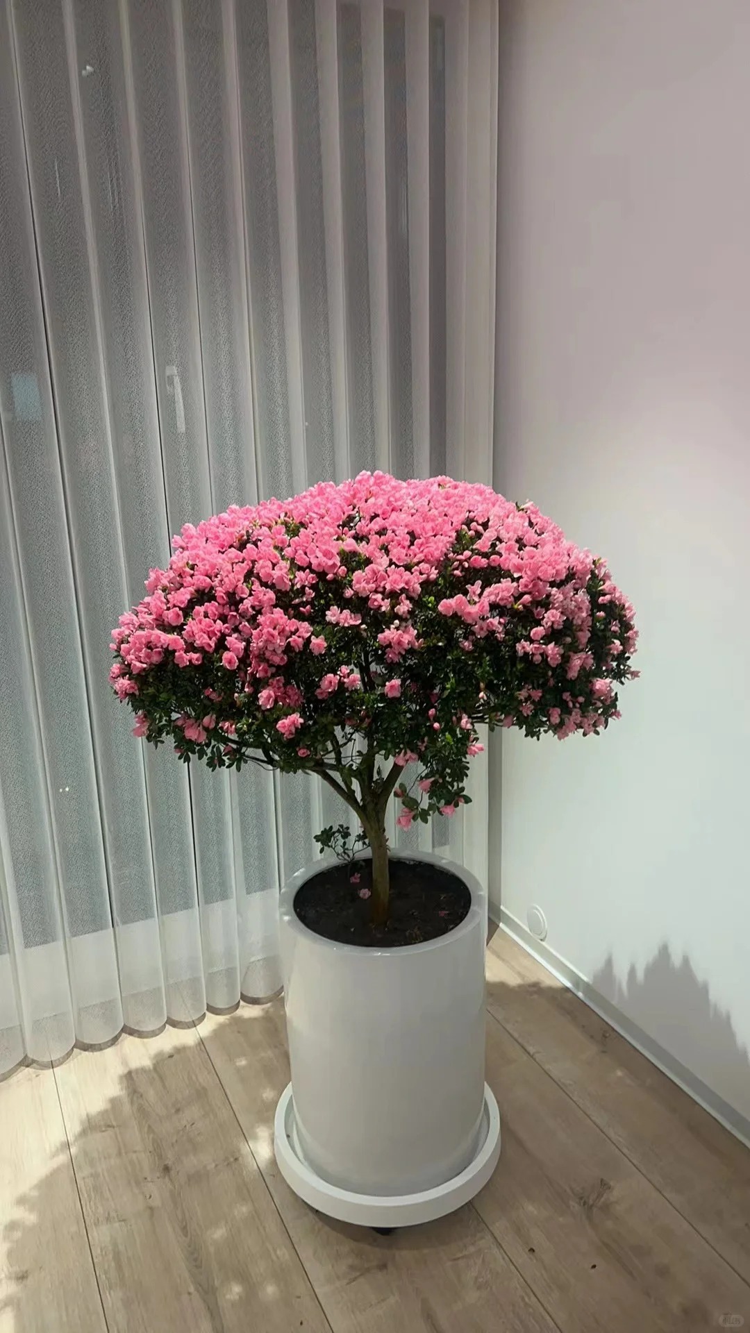 Nhiều chị em đang m&ecirc; mẩn săn l&ugrave;ng đỗ quy&ecirc;n tr&acirc;n ch&acirc;u chơi Tết: Lo&agrave;i hoa sang chảnh nhưng cực "đỏng đảnh", chăm sao cho đ&uacute;ng?- Ảnh 32.