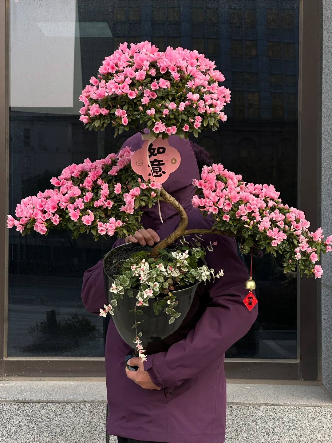 Nhiều chị em đang m&ecirc; mẩn săn l&ugrave;ng đỗ quy&ecirc;n tr&acirc;n ch&acirc;u chơi Tết: Lo&agrave;i hoa sang chảnh nhưng cực "đỏng đảnh", chăm sao cho đ&uacute;ng?- Ảnh 29.