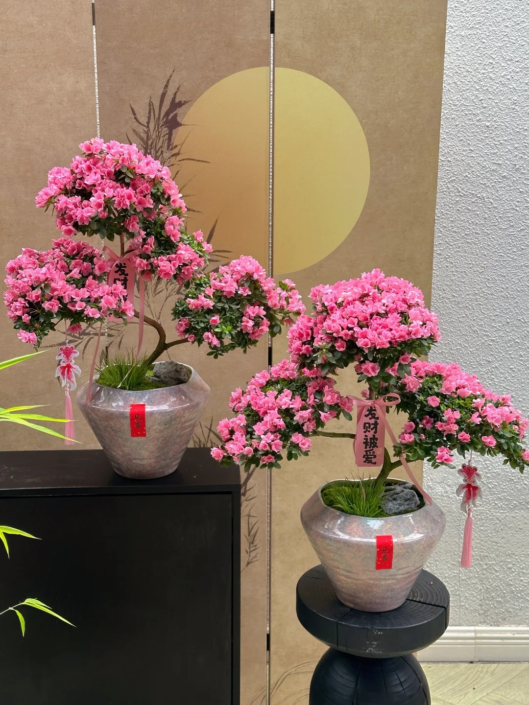 Nhiều chị em đang m&ecirc; mẩn săn l&ugrave;ng đỗ quy&ecirc;n tr&acirc;n ch&acirc;u chơi Tết: Lo&agrave;i hoa sang chảnh nhưng cực "đỏng đảnh", chăm sao cho đ&uacute;ng?- Ảnh 18.