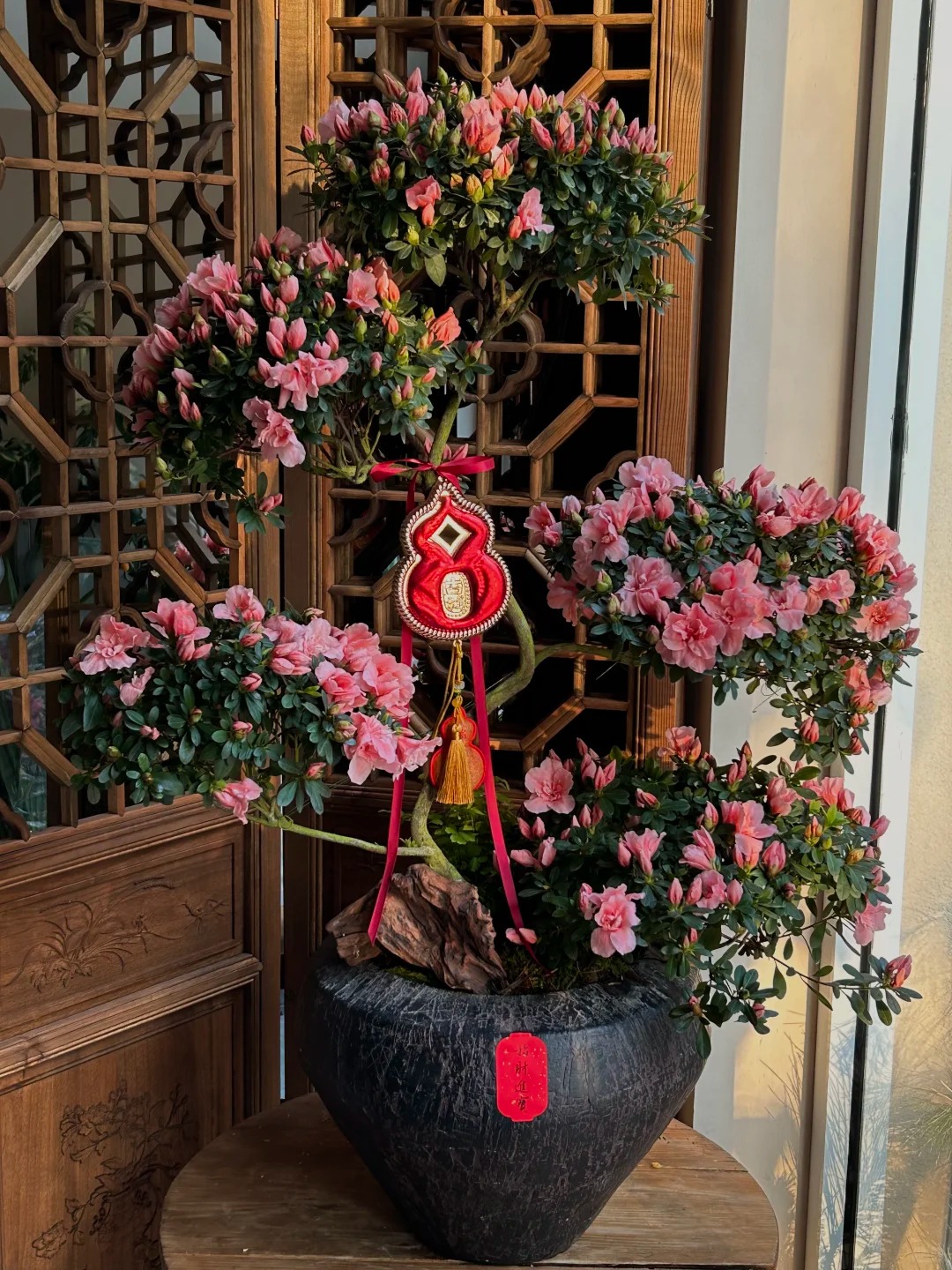 Nhiều chị em đang m&ecirc; mẩn săn l&ugrave;ng đỗ quy&ecirc;n tr&acirc;n ch&acirc;u chơi Tết: Lo&agrave;i hoa sang chảnh nhưng cực "đỏng đảnh", chăm sao cho đ&uacute;ng?- Ảnh 16.